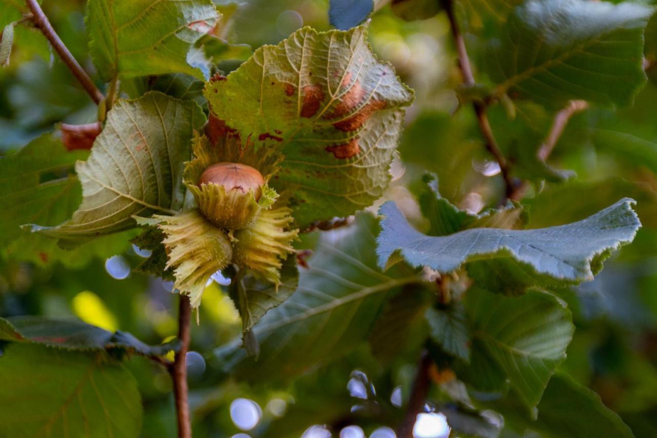 Гостьовий будинок Chale Da Quinta "Lavoura Da Bouca - Fruta Bio" Селоріку-де-Башту Екстер'єр фото
